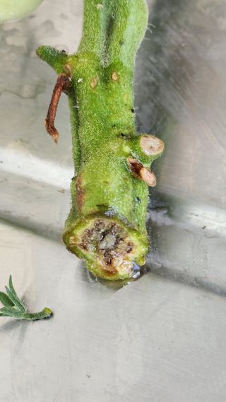 이상보님의 농사, 무엇이든 물어보세요! · 참여글 작성글 사진