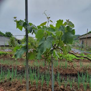 정경숙님의 자유주제 · 사진전 작성글 사진