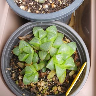 정경숙님의 자유주제 · 사진전 작성글 사진