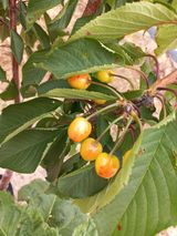 팜모닝 기타작물·영농일지 게시글 이미지