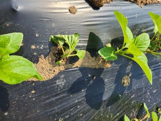 배주원님의 참깨 · 병해충상담 작성글 사진