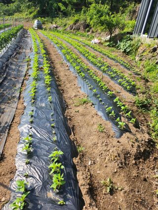 배주원님의 참깨 · 병해충상담 작성글 사진