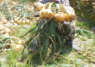 산청아들셋맘박홍점님의 양파 · 영농일지 작성글 사진