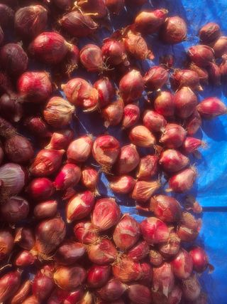 김용규님의 양파 · 병해충상담 작성글 사진