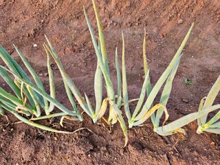 김용규님의 파 · 병해충상담 작성글 사진