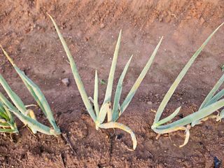 김용규님의 파 · 병해충상담 작성글 사진