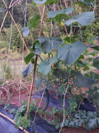 하늘샘(하경수)님의 오이 · 영농일지 작성글 사진