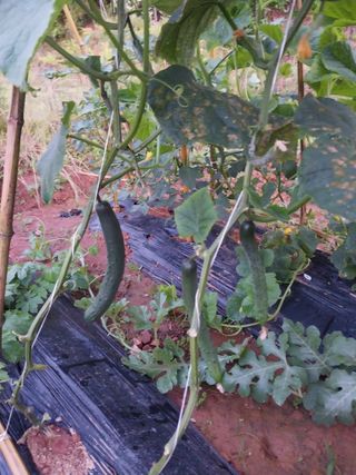 하늘샘(하경수)님의 오이 · 영농일지 작성글 사진