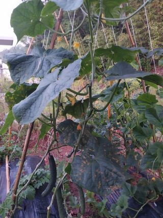 하늘샘(하경수)님의 오이 · 영농일지 작성글 사진