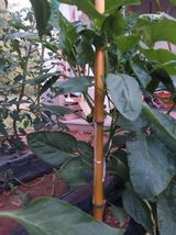 팜모닝 기타작물·영농일지 게시글 이미지