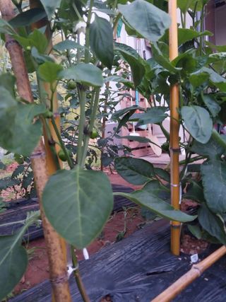 하늘샘(하경수)님의 기타작물 · 영농일지 작성글 사진