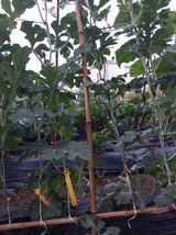 팜모닝 기타작물·영농일지 게시글 이미지