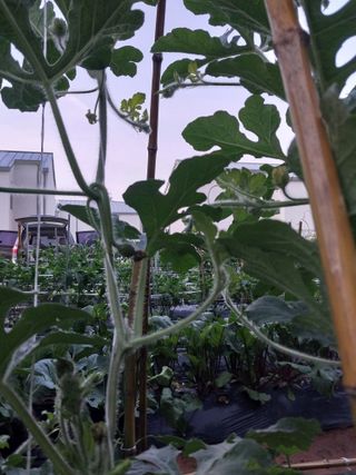 하늘샘(하경수)님의 기타작물 · 영농일지 작성글 사진