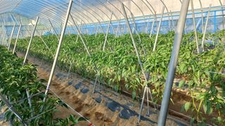 양파ㆍ청양님의 고추 · 영농일지 작성글 사진