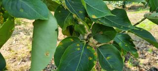 채흥기님의 배 · 병해충상담 작성글 사진