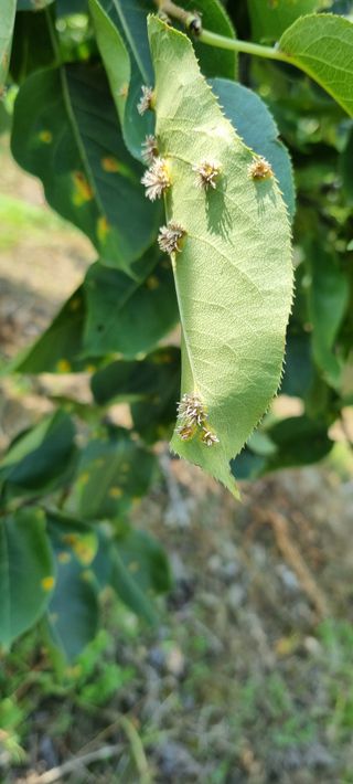 채흥기님의 배 · 병해충상담 작성글 사진