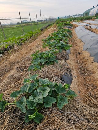 장호덕님의 자유주제 · 자유게시판 작성글 사진