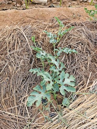 장호덕님의 자유주제 · 자유게시판 작성글 사진