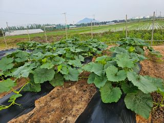 장호덕님의 자유주제 · 자유게시판 작성글 사진