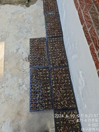 골실지기님의 들깨 · 영농일지 작성글 사진