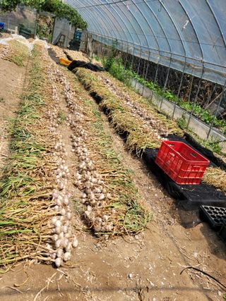 다소농원님의 자유주제 · 자유게시판 작성글 사진