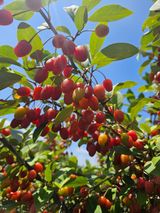 팜모닝 블루베리·영농일지 게시글 이미지