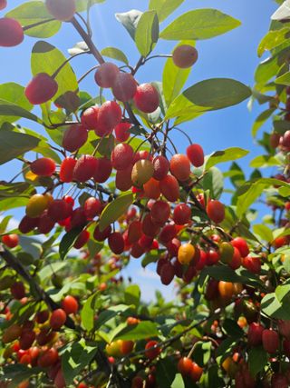 김남흥(흥부베리)님의 블루베리 · 영농일지 작성글 사진