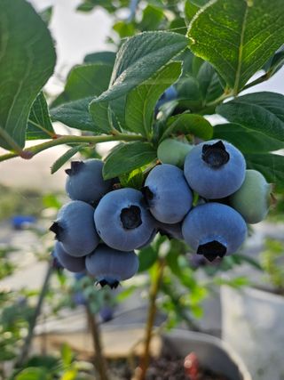 김남흥(흥부베리)님의 블루베리 · 영농일지 작성글 사진