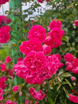 김남흥(흥부베리)님의 블루베리 · 영농일지 작성글 사진