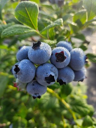 김남흥(흥부베리)님의 블루베리 · 영농일지 작성글 사진