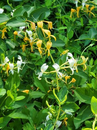 향기나무농장 님의 자유주제 · 자유게시판 작성글 사진