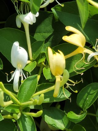 향기나무농장 님의 자유주제 · 자유게시판 작성글 사진