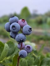 팜모닝 블루베리·영농일지 게시글 이미지