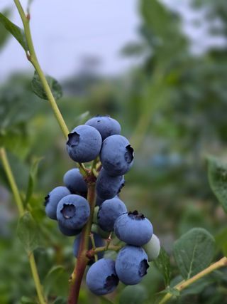 비타민님의 블루베리 · 영농일지 작성글 사진