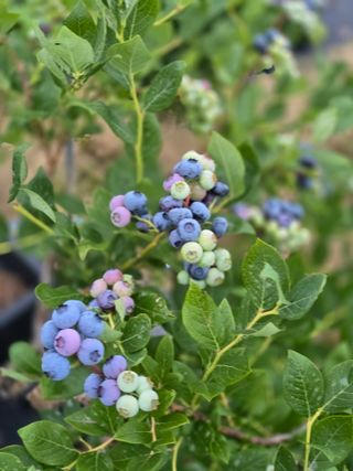 비타민님의 블루베리 · 영농일지 작성글 사진