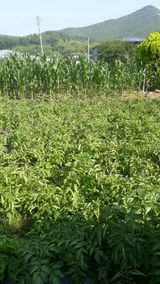 팜모닝 🎤어떤 노래 좋아하세요?·참여글 게시글 이미지