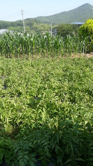 성훈농장님의 🎤어떤 노래 좋아하세요? · 참여글 작성글 사진