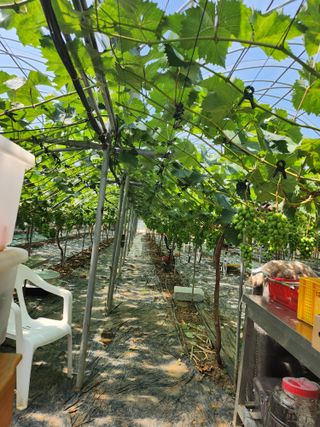 김경자님의 🎤어떤 노래 좋아하세요? · 참여글 작성글 사진