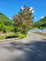 팜모닝 🎤어떤 노래 좋아하세요?·참여글 게시글 이미지