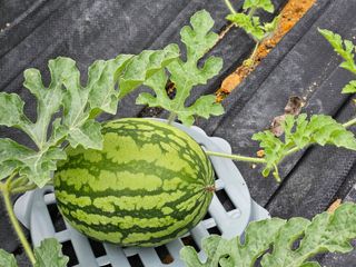 보리수치유농장님의 🎤어떤 노래 좋아하세요? · 참여글 작성글 사진