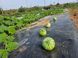 보리수치유농장님의 🎤어떤 노래 좋아하세요? · 참여글 작성글 사진