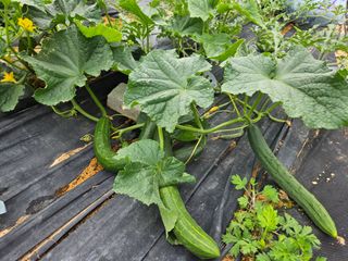 보리수치유농장님의 🎤어떤 노래 좋아하세요? · 참여글 작성글 사진