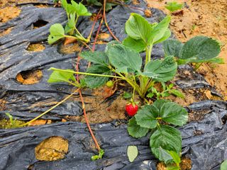 보리수치유농장님의 🎤어떤 노래 좋아하세요? · 참여글 작성글 사진