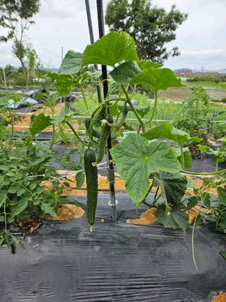 보리수치유농장님의 🎤어떤 노래 좋아하세요? · 참여글 작성글 사진