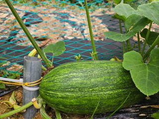 보리수치유농장님의 🎤어떤 노래 좋아하세요? · 참여글 작성글 사진