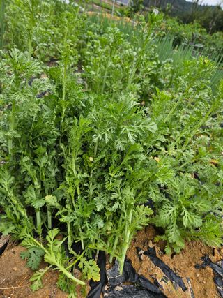 보리수치유농장님의 🎤어떤 노래 좋아하세요? · 참여글 작성글 사진