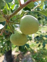 팜모닝 사과·영농일지 게시글 이미지