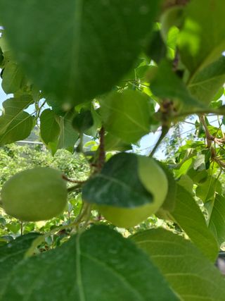 트라이애플1님의 사과 · 영농일지 작성글 사진