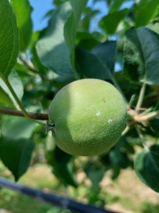 트라이애플1님의 사과 · 영농일지 작성글 사진