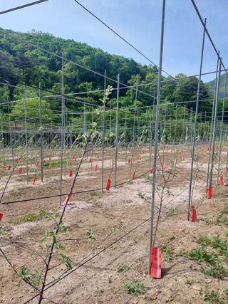 트라이애플1님의 사과 · 영농일지 작성글 사진